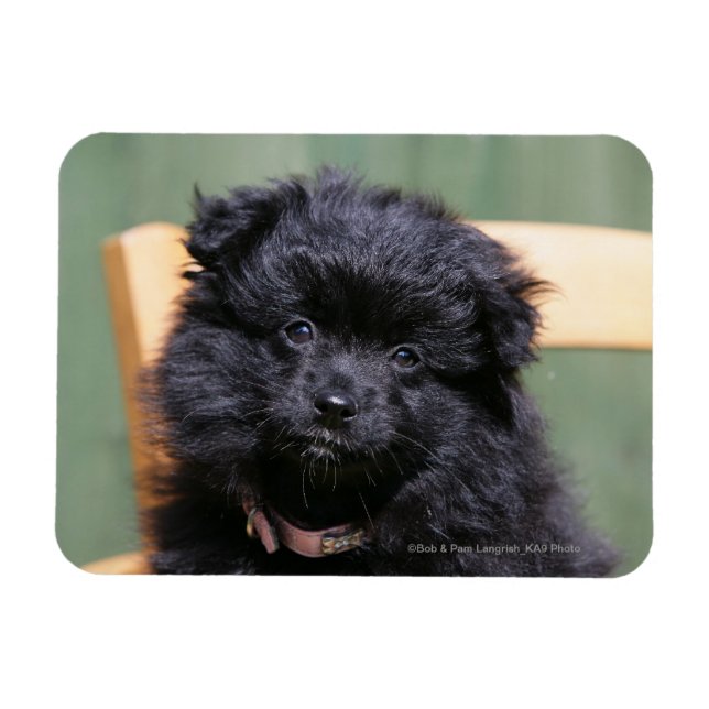 Magnet Flexible Chiot de Poméranie Noire (Horizontal)
