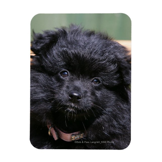 Magnet Flexible Chiot de Poméranie Noire (Vertical)