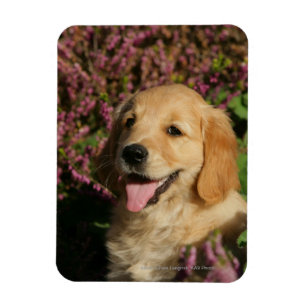 Magnet Flexible Chiot d'or de Retreiver