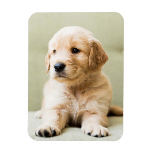 Magnet Flexible Chiot d'or sur un canapé