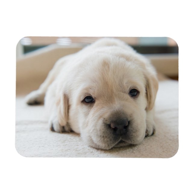 Magnet Flexible Chiot doré du Labrador doré (Horizontal)