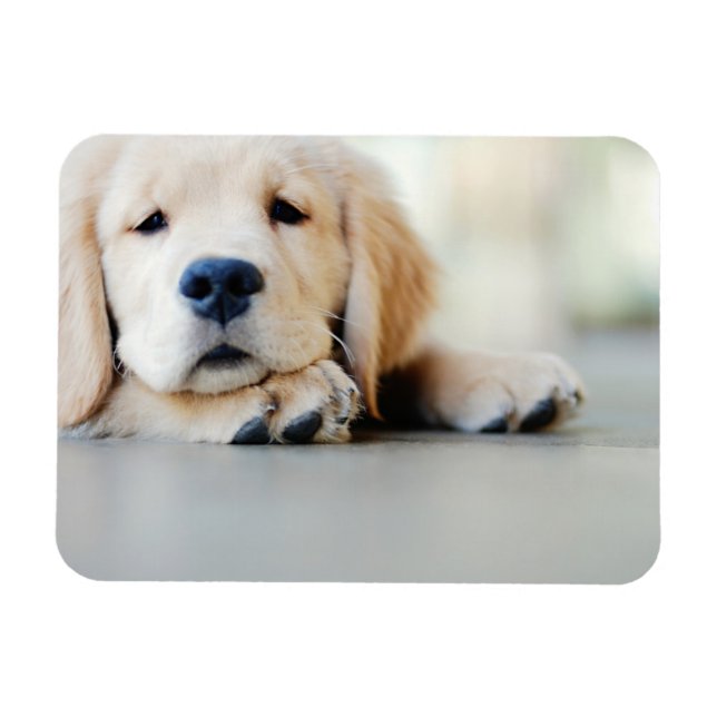 Magnet Flexible Chiot doré rétrificateur doré (Horizontal)