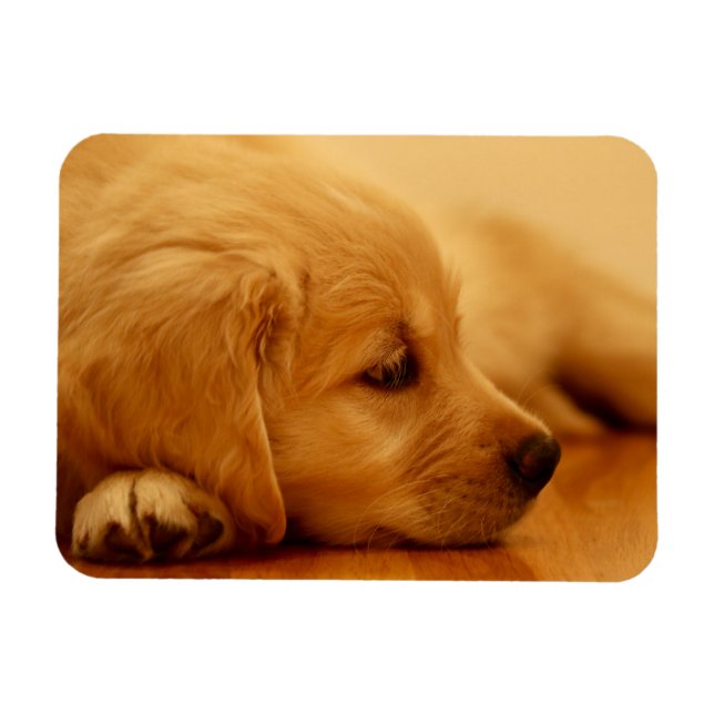 Magnet Flexible Chiot Golden Retriever (Horizontal)
