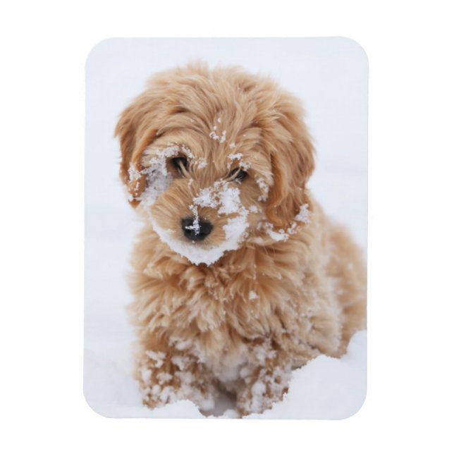 Magnet Flexible Chiot Goldendoodé Avec Neige Sur La Face (Vertical)