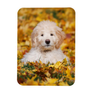 Magnet Flexible Chiot Goldendoodle En Feuilles Automnes