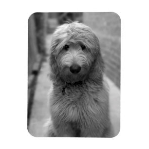 Magnet Flexible Chiot Goldendoodle en Jardin