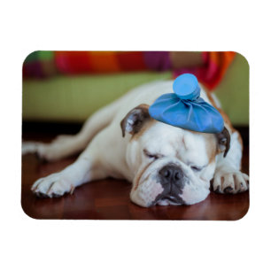 Magnet Flexible Chiot malade des images   de Getty jeune