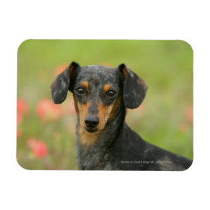 Magnet Flexible Chiot miniature à poil lisse en regard