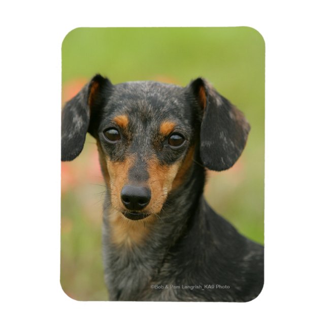 Magnet Flexible Chiot miniature à poil lisse en regard (Vertical)