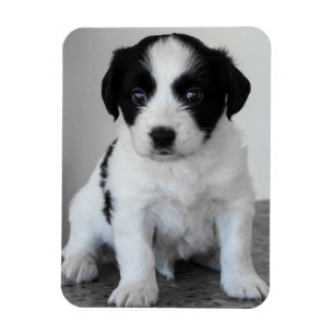 Magnet Flexible Chiot noir et blanc adorable