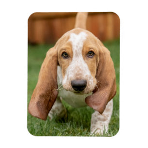 Magnet Flexible Chiots Basset Hound en promenade