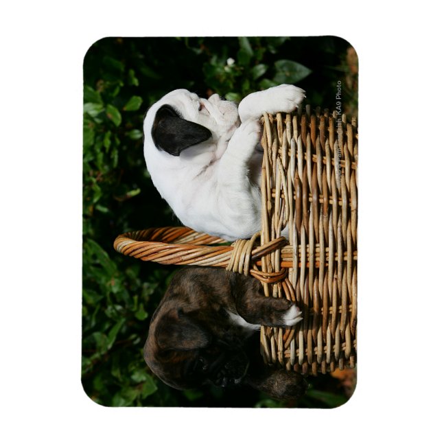 Magnet Flexible Chiots de boîte dans le panier (Vertical)