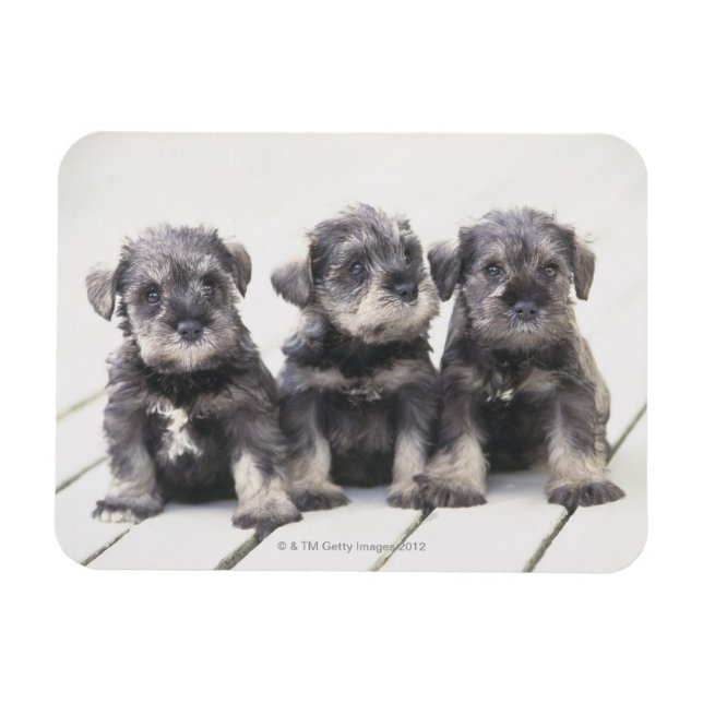 Magnet Flexible Chiots de Schnauzer miniatures (Horizontal)