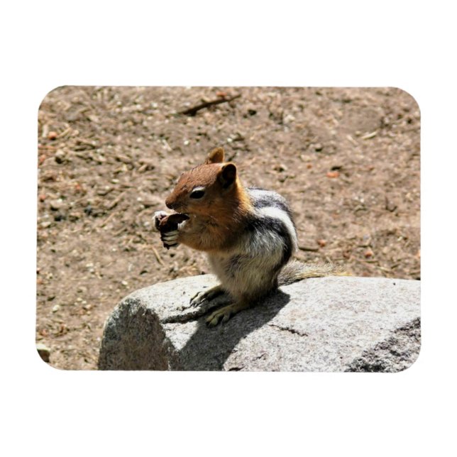 Magnet Flexible Chipmunk à Yosemite, Californie (Horizontal)
