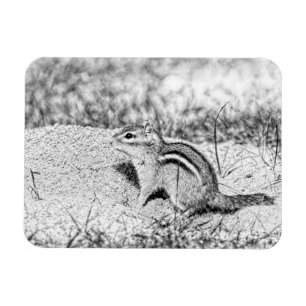 Magnet Flexible Chipmunk Sketch