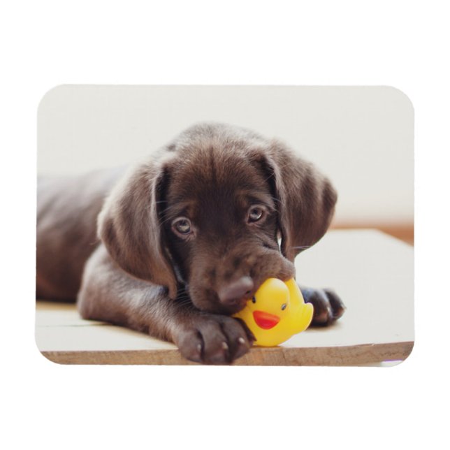 Magnet Flexible Chocolat Labrador Chiot Avec Canard De Jouet (Horizontal)