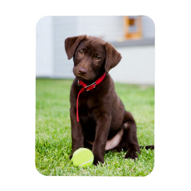 Magnet Flexible Chocolat Labrador Puppy Avec Tennis Ball (Vertical)