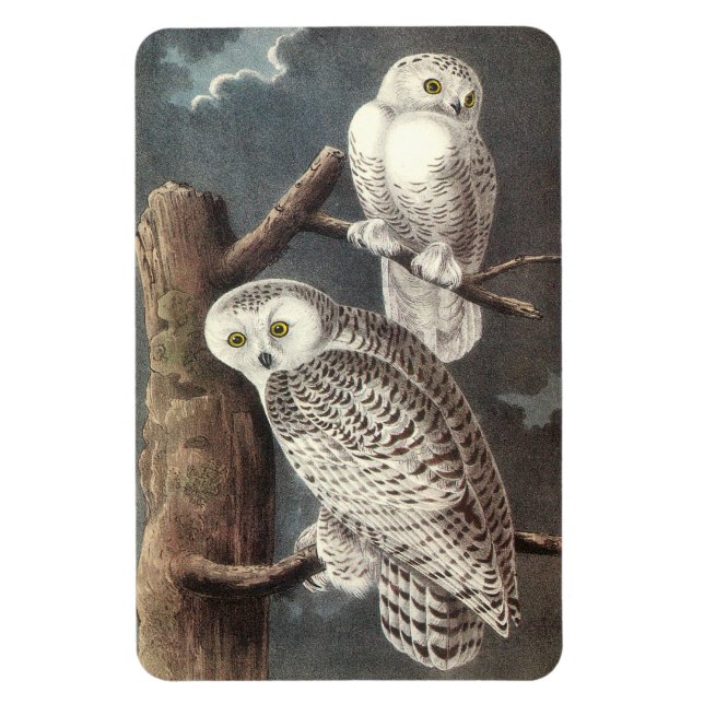Magnet Flexible Chouette des neiges par Audubon (Vertical)