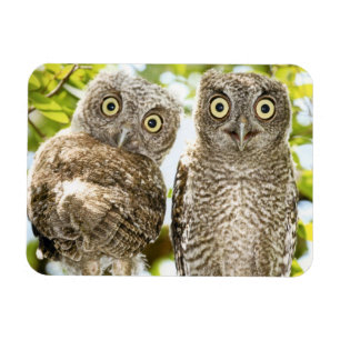 Magnet Flexible Chouettes Chouettes Poules 2