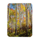 Chute d'Aspen trees 5