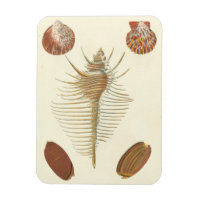 Cinq d'un coquillage