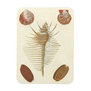 Magnet Flexible Cinq d'un coquillage
