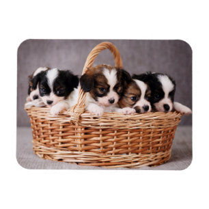 Magnet Flexible Cinq mignons chiots dans un panier