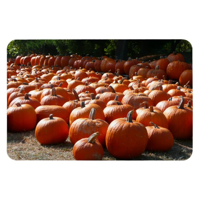 Magnet Flexible Citrouille Patch Automne Harvest Photographie (Horizontal)