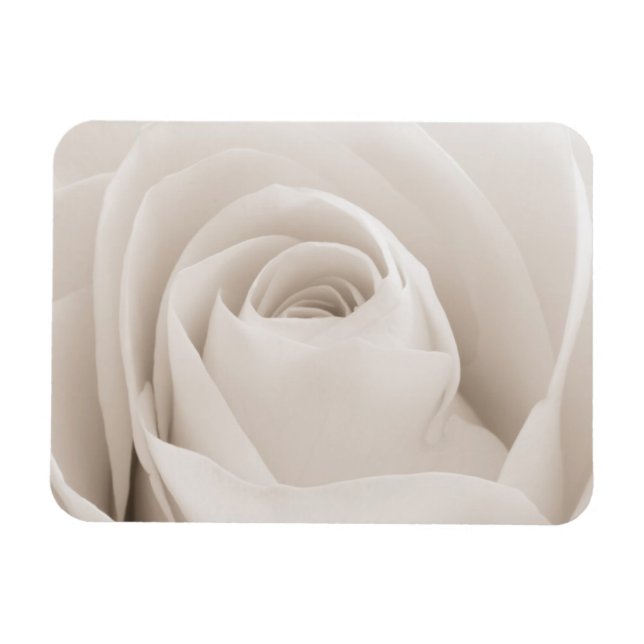 Magnet Flexible Close up of White Rose (Horizontal)