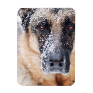 Magnet Flexible Closeup De Berger Allemand Couvert De Neige