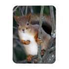 Closeuse d'écureuil rouge