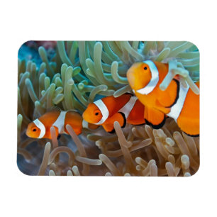 Magnet Flexible Clownfish