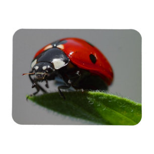 Magnet Flexible Coccinelle sur la feuille