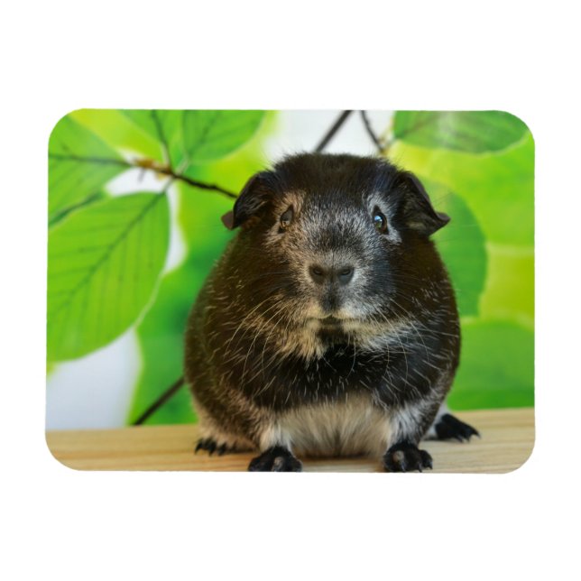 Magnet Flexible Cochon mignon de Guinée Fox argenté (Horizontal)