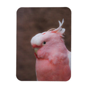 Magnet Flexible Cockatoo rose