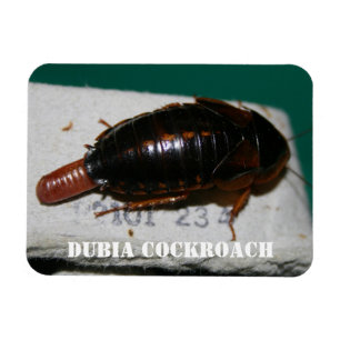 Magnet Flexible Cocktail de Dubia avec sac d'oeuf