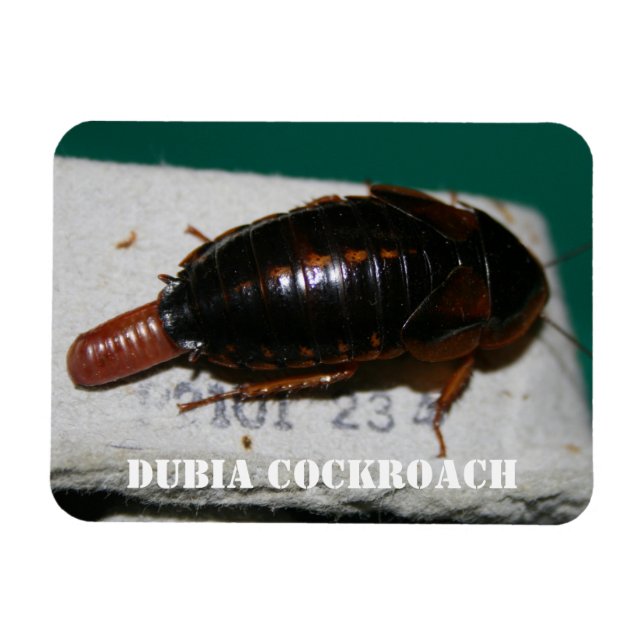 Magnet Flexible Cocktail de Dubia avec sac d'oeuf (Horizontal)