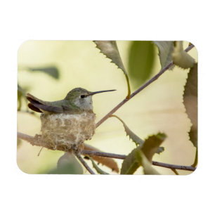 Magnet Flexible Colibri femelle sur son nid