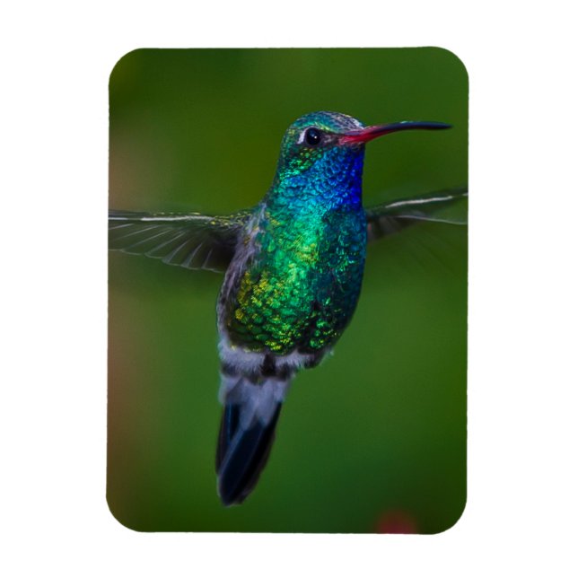 Magnet Flexible Colibri flottant (Vertical)