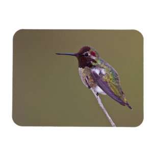 Magnet Flexible Colibri reposant