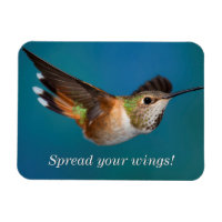 Colibri roux