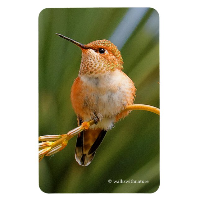 Magnet Flexible Colibri roux mignon perché sur une fleur (Vertical)