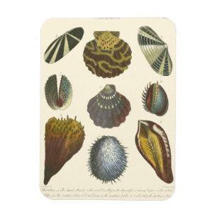 Magnet Flexible Collection Conchology