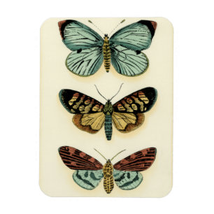Magnet Flexible Collection de papillon par Chariklia Zarris