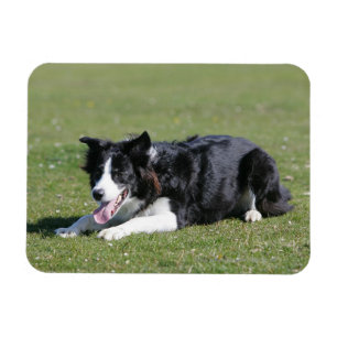 Magnet Flexible Collie Bordure Déposée