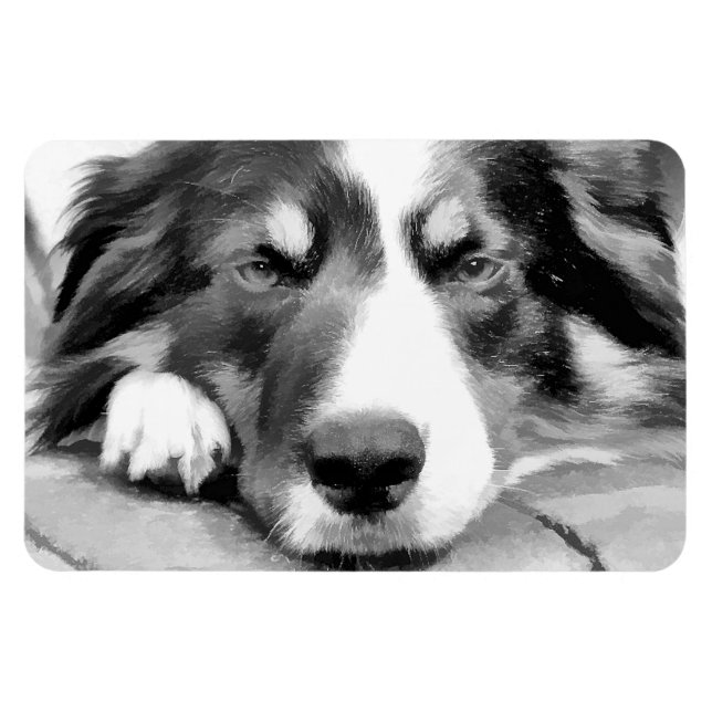 MAGNET FLEXIBLE COLLIE FRONTALIÈRE (Horizontal)