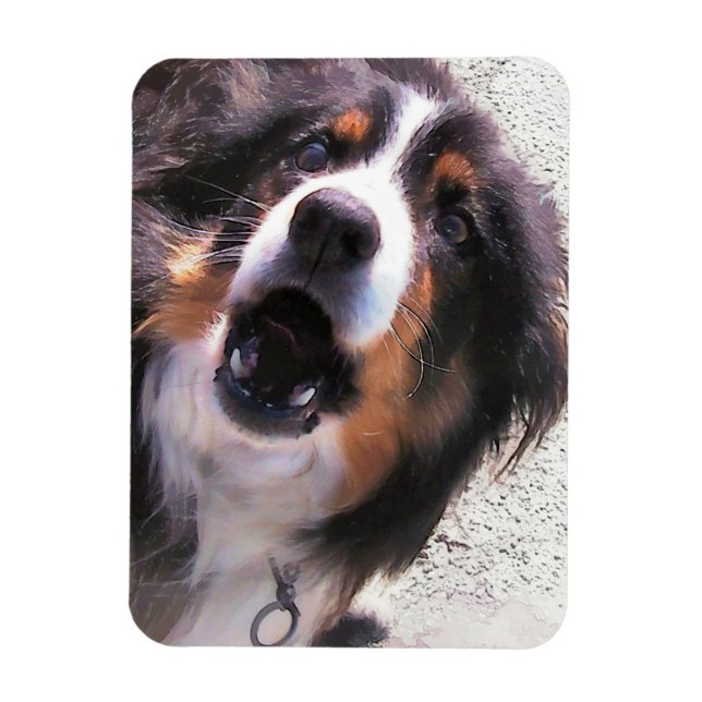 MAGNET FLEXIBLE COLLIE FRONTALIÈRE (Vertical)