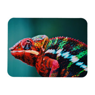 Magnet Flexible Color Changing Rainbow Chameleon Reptile