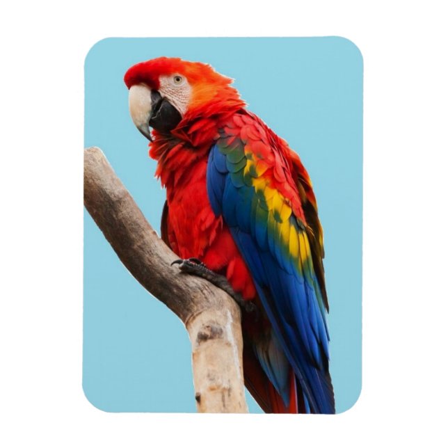 Magnet Flexible Colorful Parrot Portrait (Vertical)