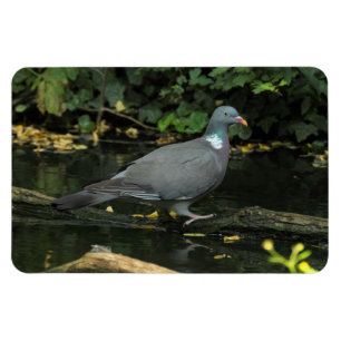 Magnet Flexible Columba palumbus
